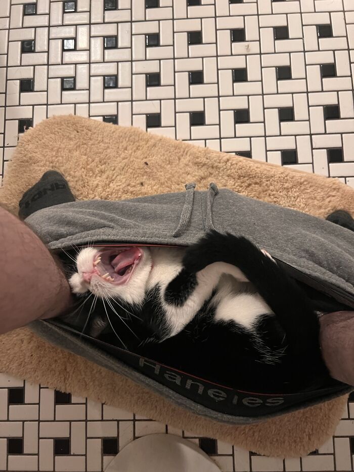 This Is Revi. Revi Likes Underwear