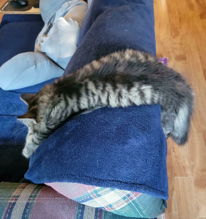 Anybody Got A Bike Pump? My Cat Deflated