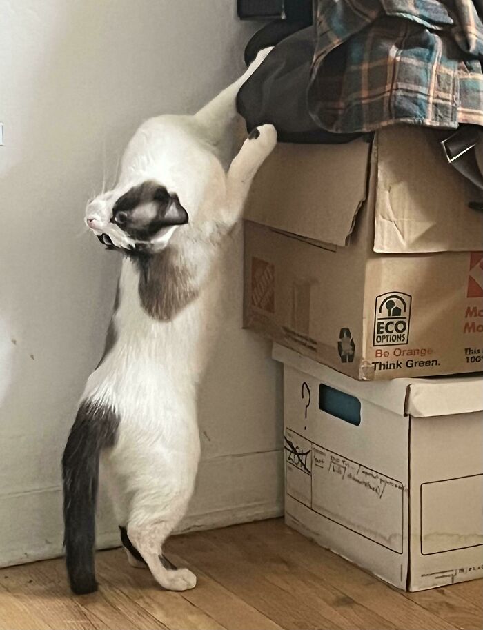 My Friend Who Does Not Reddit Gave Me Permission To Share Her Cat