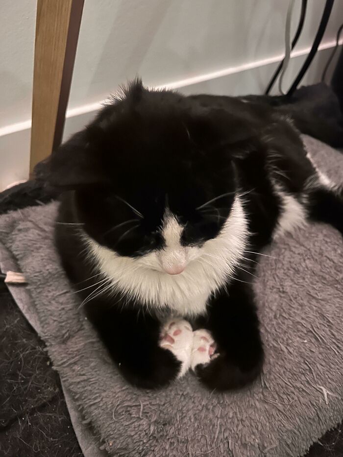 Not Sure What Gang Sign My Cat Is Doing