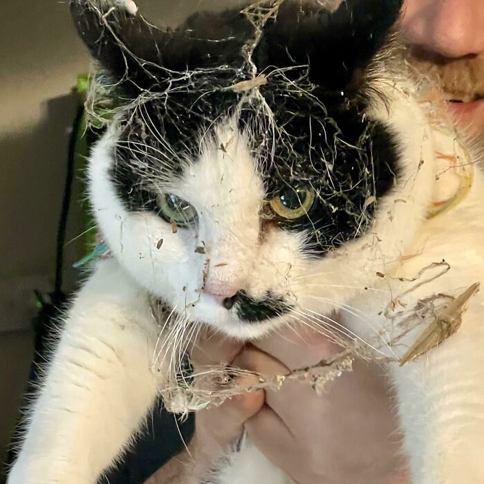 Domino Went Exploring In The Basement #nothisdaywiththebraincell