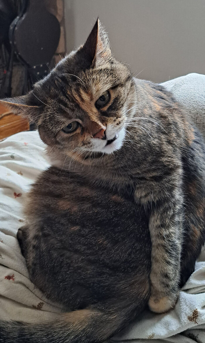 This Is Coco, We Think She Might Be A Little Off