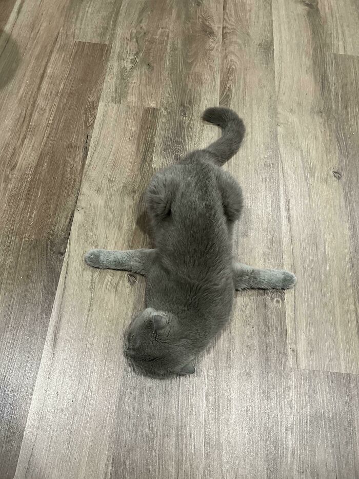 So This Is How My Cat Sleep