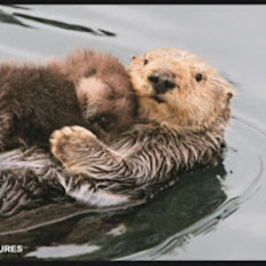 chasejanulewicz avatar