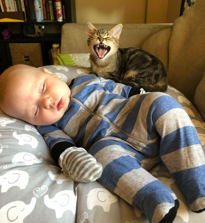 My New Babysitter. We Pay Her In Catnip