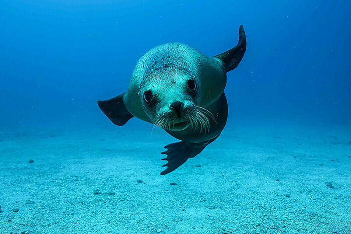 Tried Underwater Photography For The First Time Today. This Little Guy Was Very Kind To Pose For Me