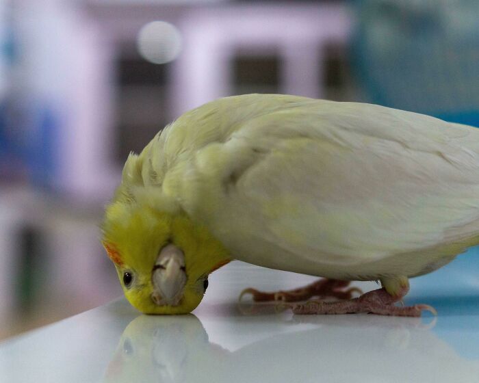 I Took A Picture Of My Bird