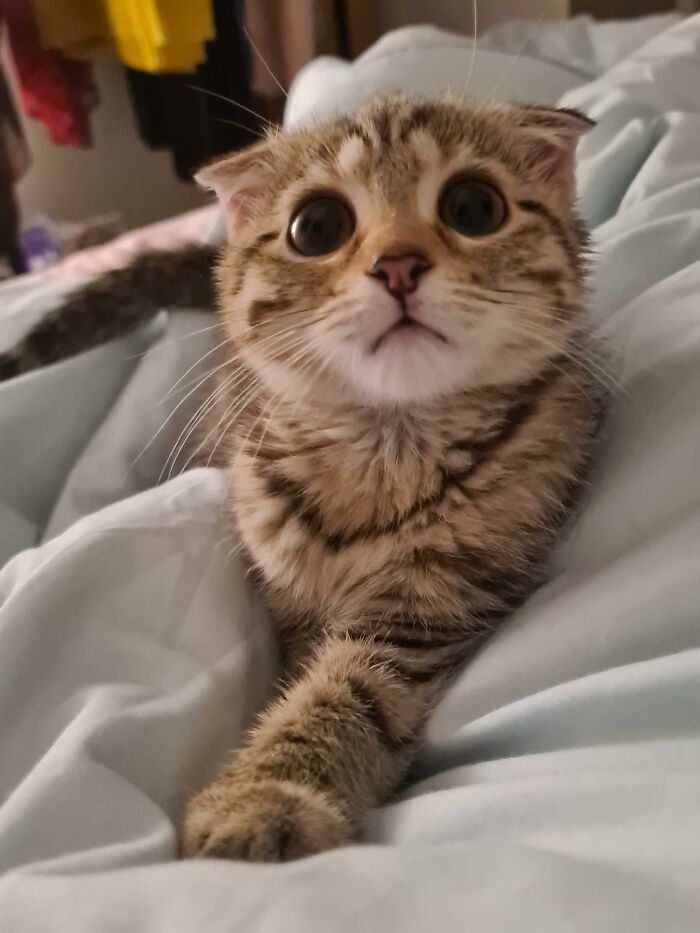 Little Boba Looks Like She Came Straight Out Of A Disney Movie