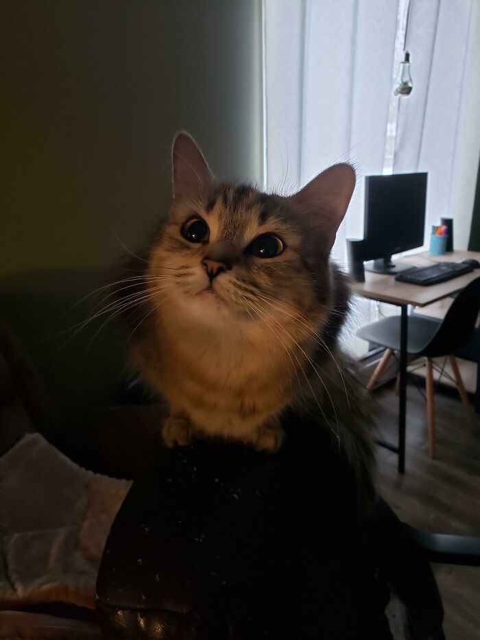 My Friends Cat Has The Most Adorable Disney Eyes!