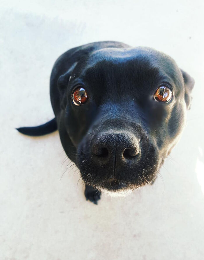 I Haven't Seen A Dog On This Subreddit In A While