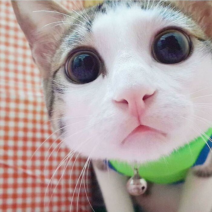 *stares At You In Cute*