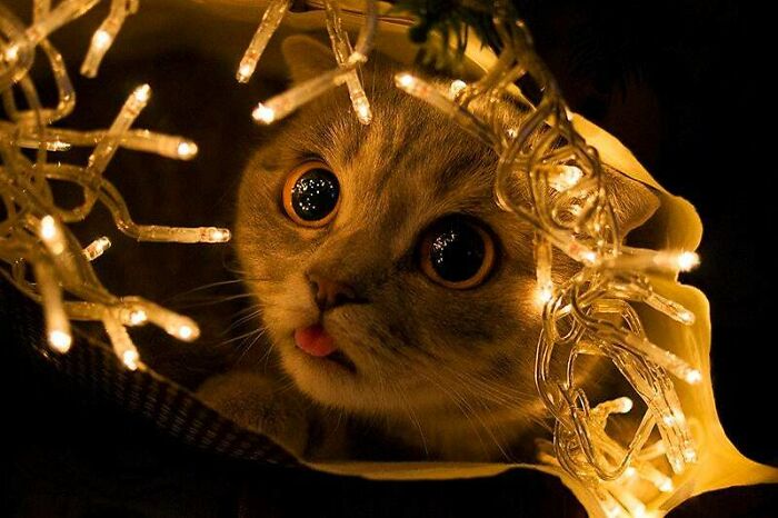 Ohh... ...oh My! Aren’t You The Most Adorable Thing That’s Just About To Eviscerate That Tree?!?