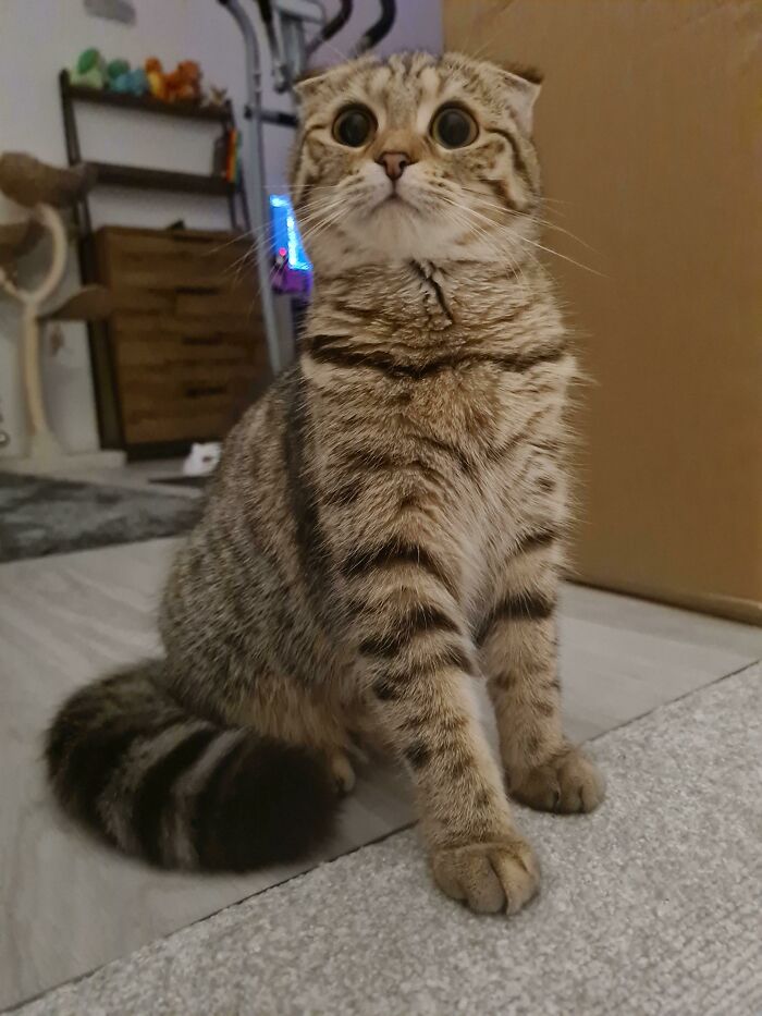 My Boba Is Dabbling In Anime Eyes Territory