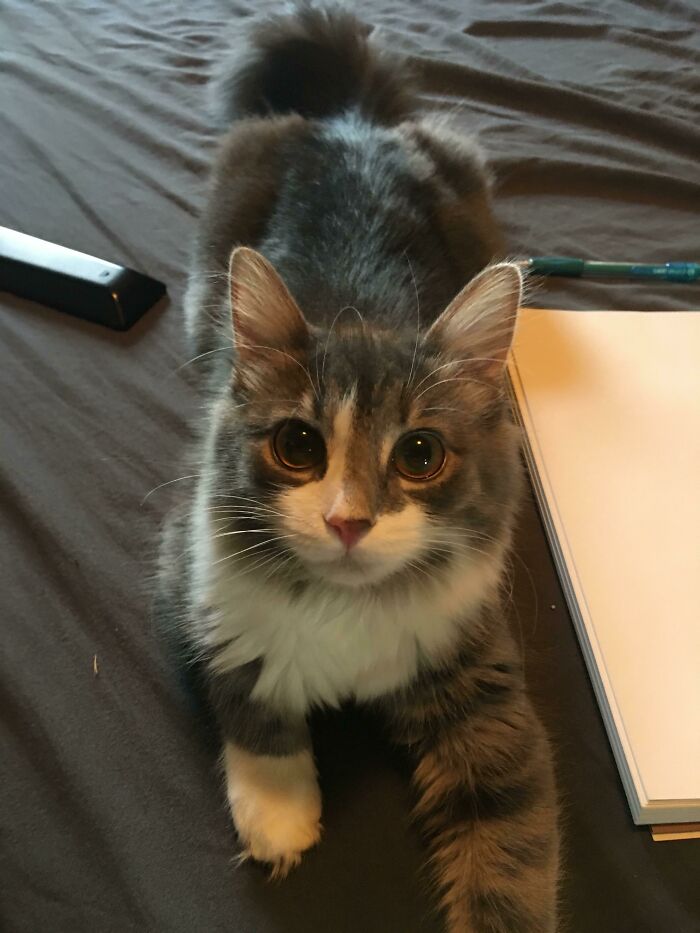 My Princess, Caterpillar