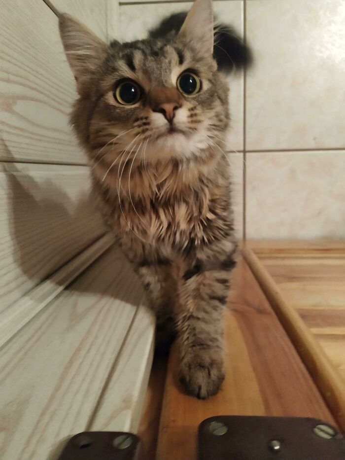 7 Month Kitty With A Spark In The Eyes