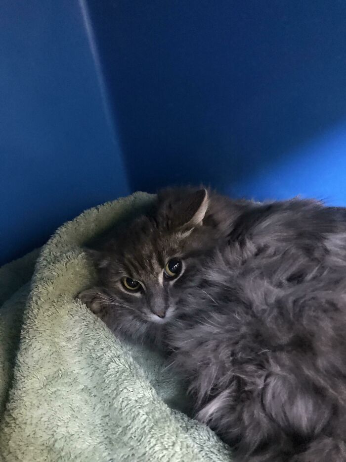 Scared Kitten At The Vet