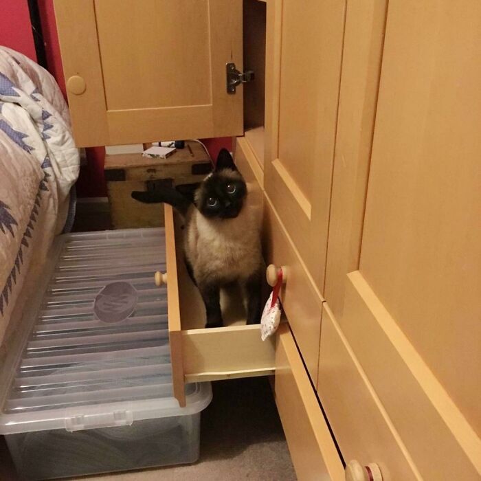 This Is Bella! Have Been Told She'd Fit In Here!