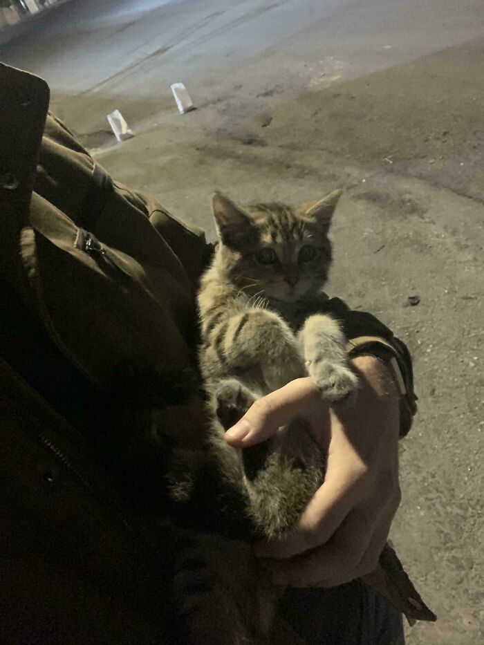 Found This Cutie In The Middle Of A Protest