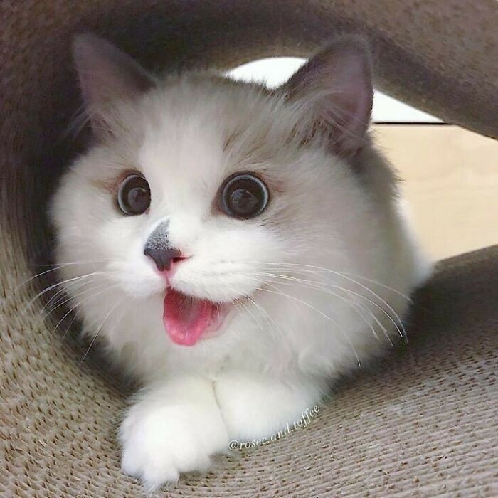 Adorable Meow