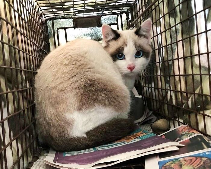 She Was Just Rescued From The Streets. Finding Her A New Home Shouldn't Be Too Hard With That Sweet Face