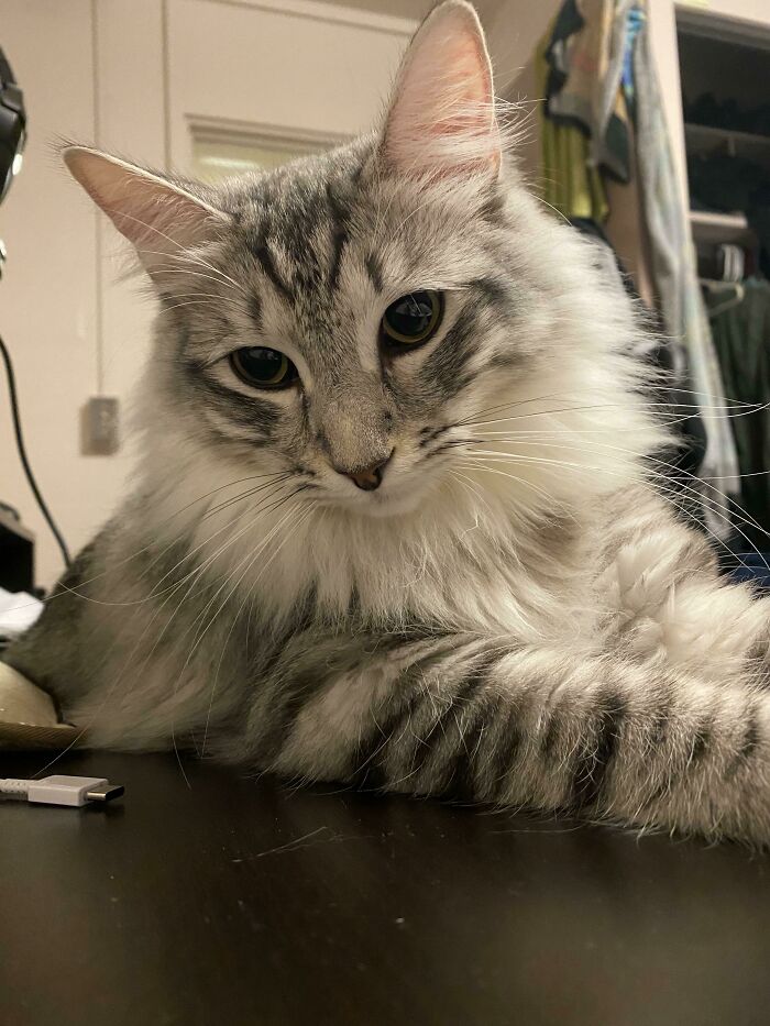 His Eyes Look Disney But They’re Actually Just Asking Me For Snacccs