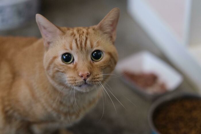 Meet Finnegan, A Sweet Adoptable Boy In Austin, Tx!