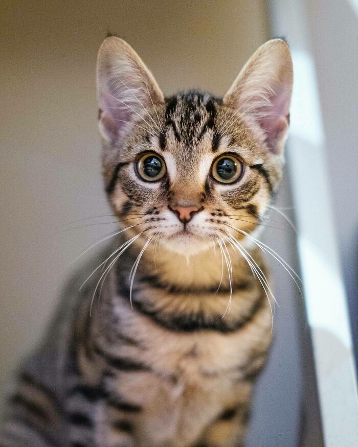 Remy Under My Desk, Ca. 4 Months Old