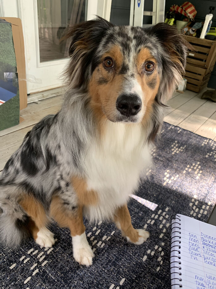 Wife Took This, Sent It To Me At Work, And I Knew Exactly Where It Belongs. Our Sweet Boy Meeko In His Obnoxiously Photogenic Glory