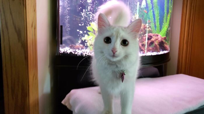 I Was Told Nimbus Might Belong Here??