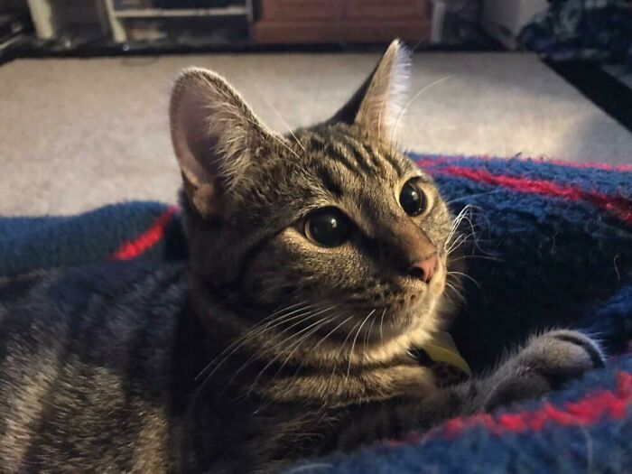 I Just Learned About This Sub, Hope My Little Kitty Belongs!