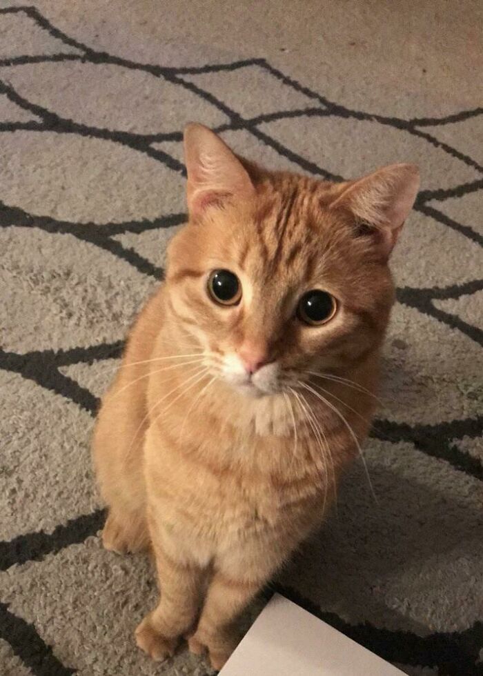 My Cat Is Actually Puss In Boots