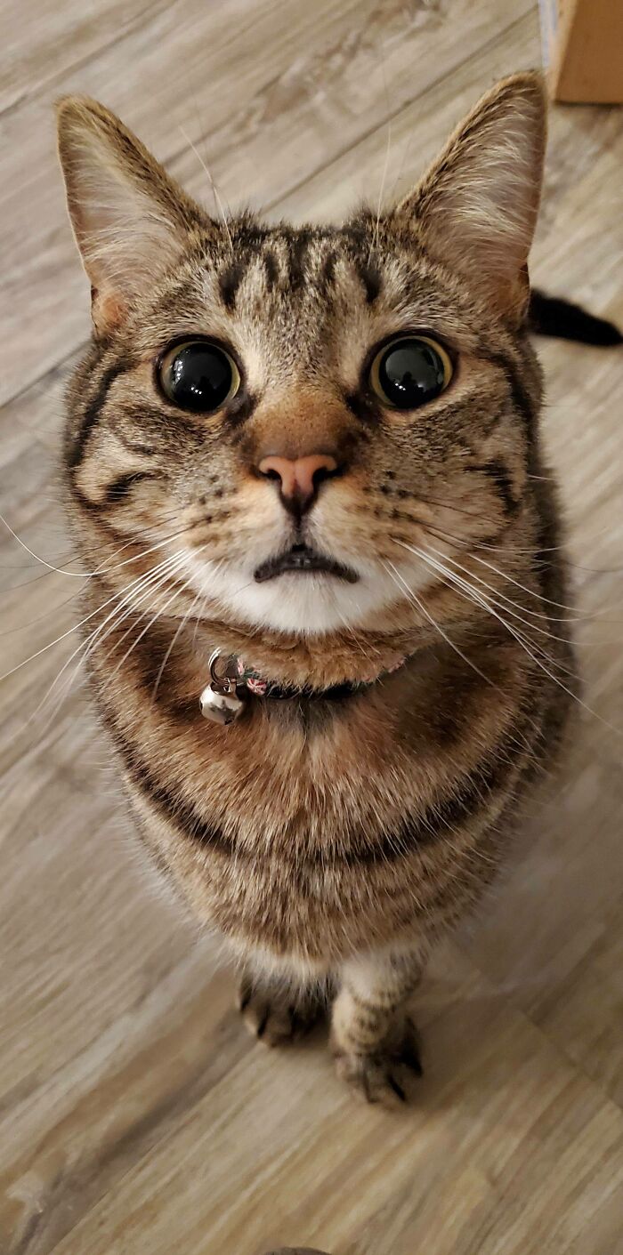 Mikey Who Desperately Wants Me To Throw His Favorite Toy - A Twist Tie