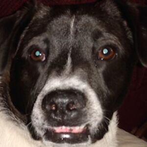 leighatedeschi avatar