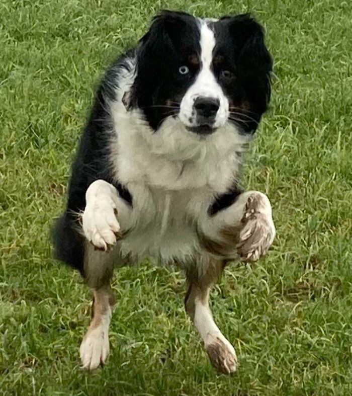 Nola On Our Morning Walk. I Thought I’d Take One Of Those Cute Pics Of A Happy Dog Run But I Got This Instead