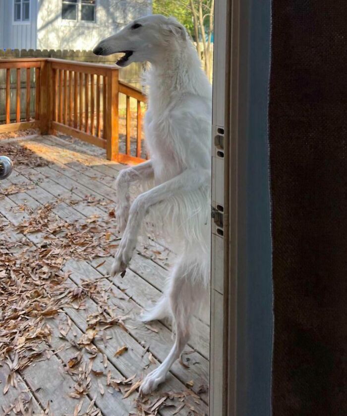 Dog Forgetting To Act Like A Dog