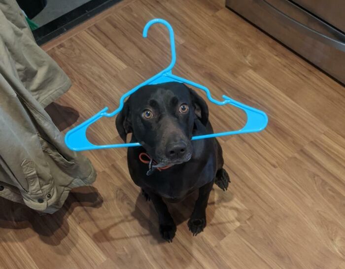 When You Swear You Weren't Raiding The Closet But The Evidence Suggests Otherwise