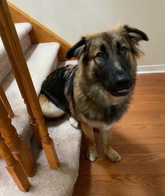 I Said Sit. He Backed Up And Sat Like This