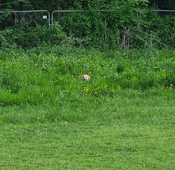 He Hides Every Time We Try To Put His Leash On To Leave The Dog Park