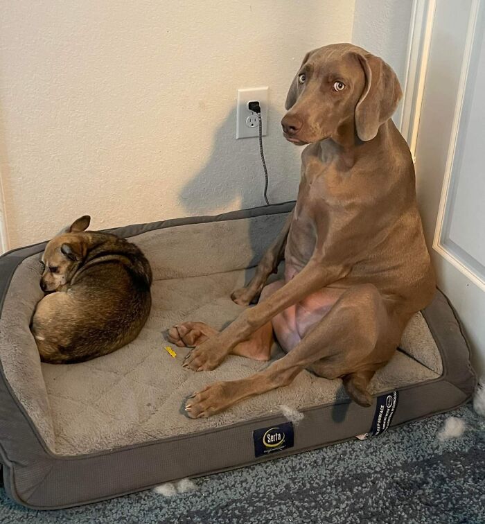 Clearly Not Enough Space For Her