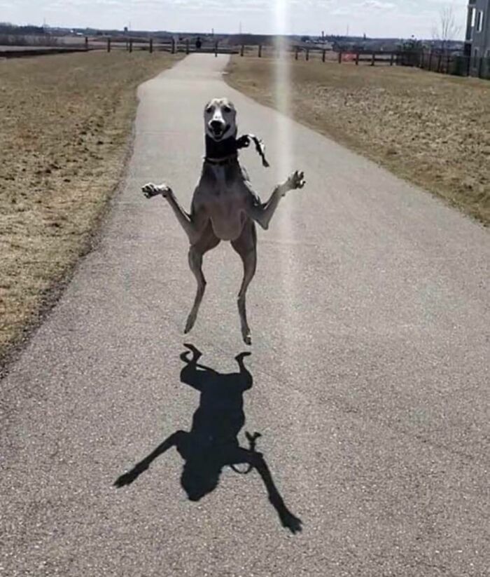 What Kind Of Frog Is This?