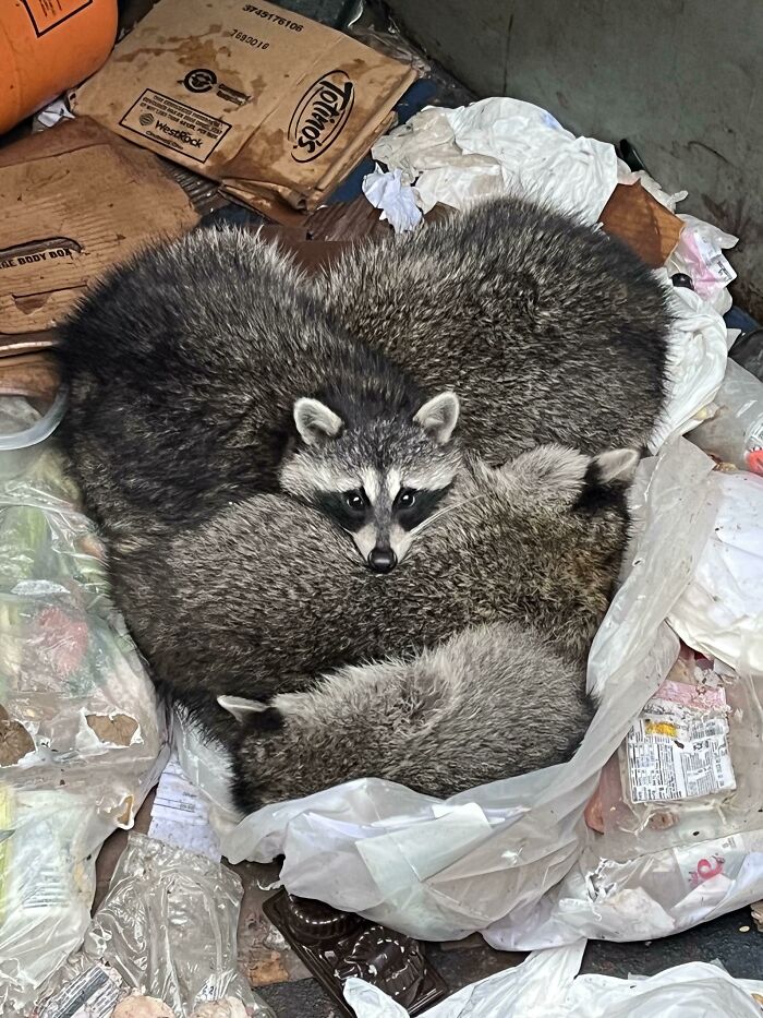 Found This Little Trash Heart In My Work Dumpster This Morning