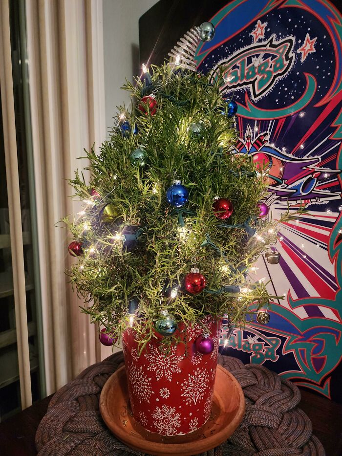 Rosemary Christmas Tree So We Can Plant It Once The Holidays Pass