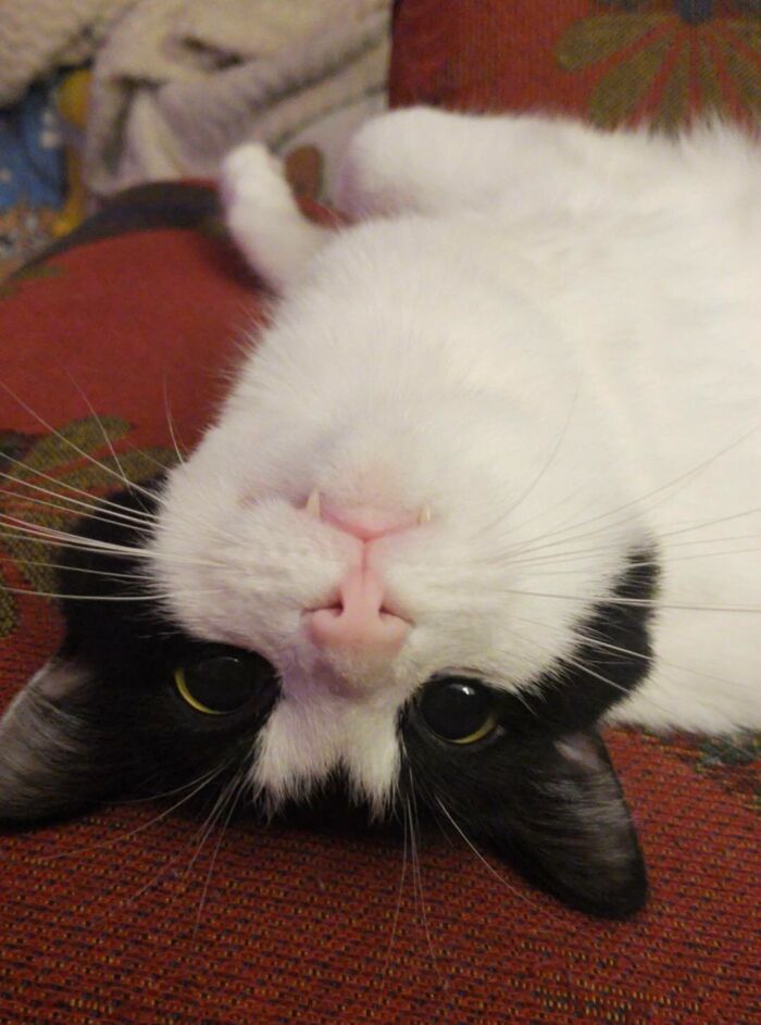 My Baby Domino Looks Like The Little Vampire!