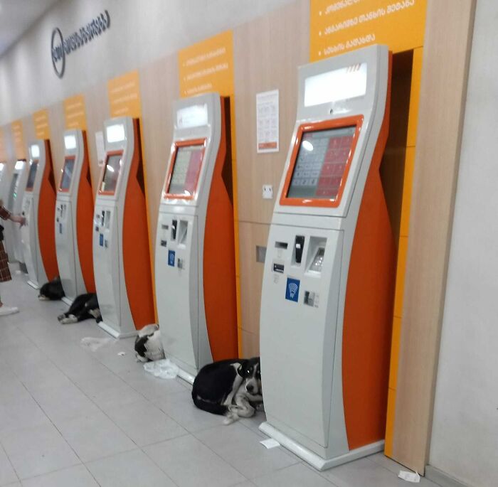 Banks In Georgia (Country) Allow Dogs To Take Shelter In A Freezing Cold