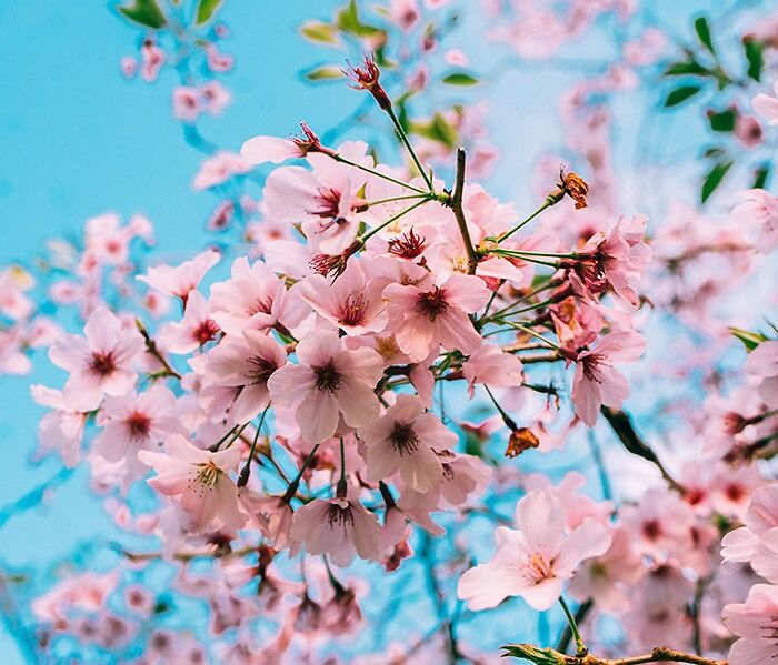 Cherry blossom close up