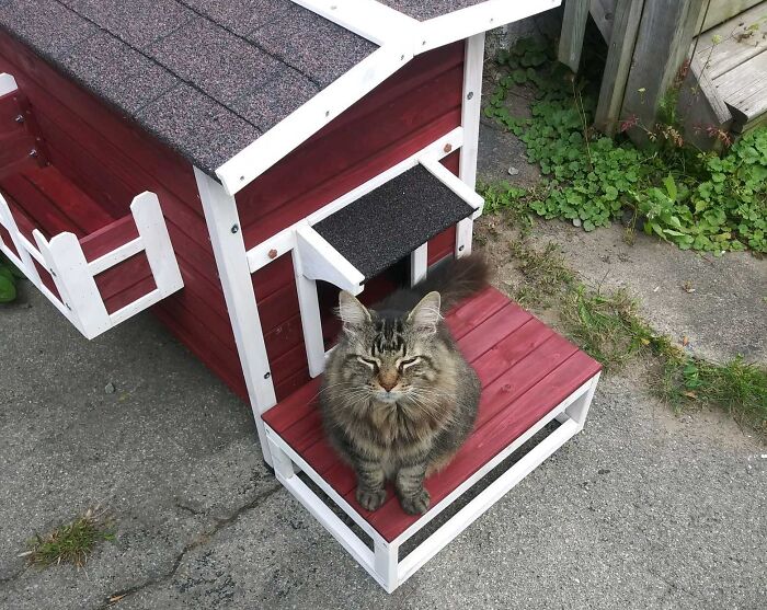 My Wife Started Feeding A Stray Cat But I'm Allergic So We Couldn't Take Her Into Our House. I Built The Cat Her Own Instead. It's Insulated And Has Electric Heating