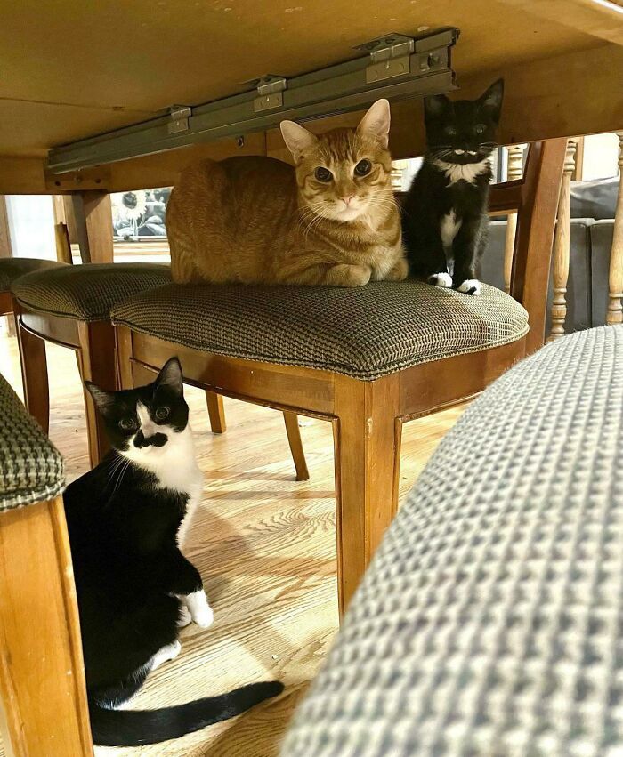 I Got All My Babies In One Picture