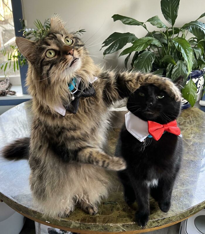 Can You Guess Who Is Enjoying The Attention And Who Isn’t?