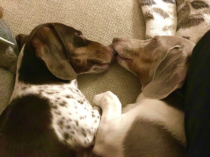 They’re Holding Paws In Their Sleep