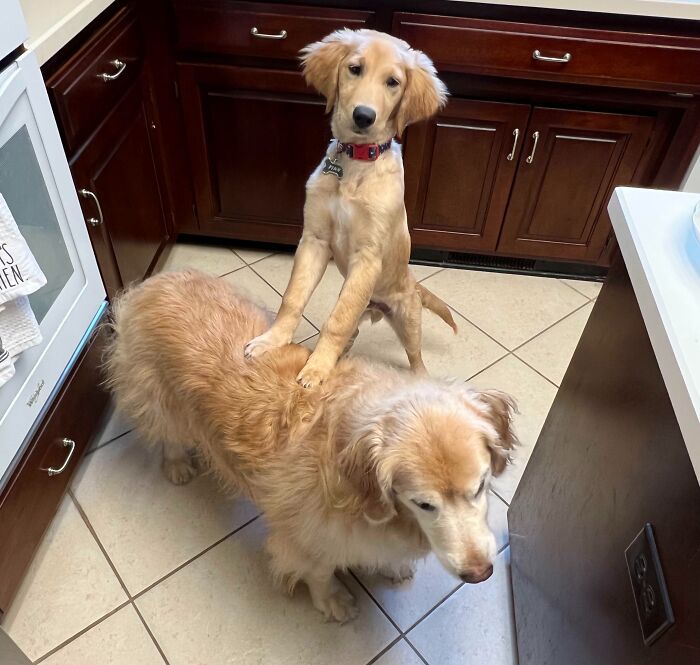 Using His Big Sister To Peak At My Sandwich
